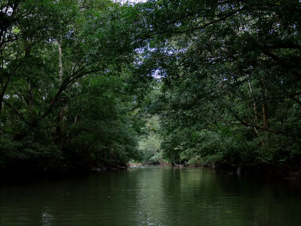 The Panama Canal needs more water. The solution is a dam that could displace thousands 11 Near Limón de Chagres, trees lean over Río Indio — a waterway that connects communities and is crucial to the Panama Canal system.