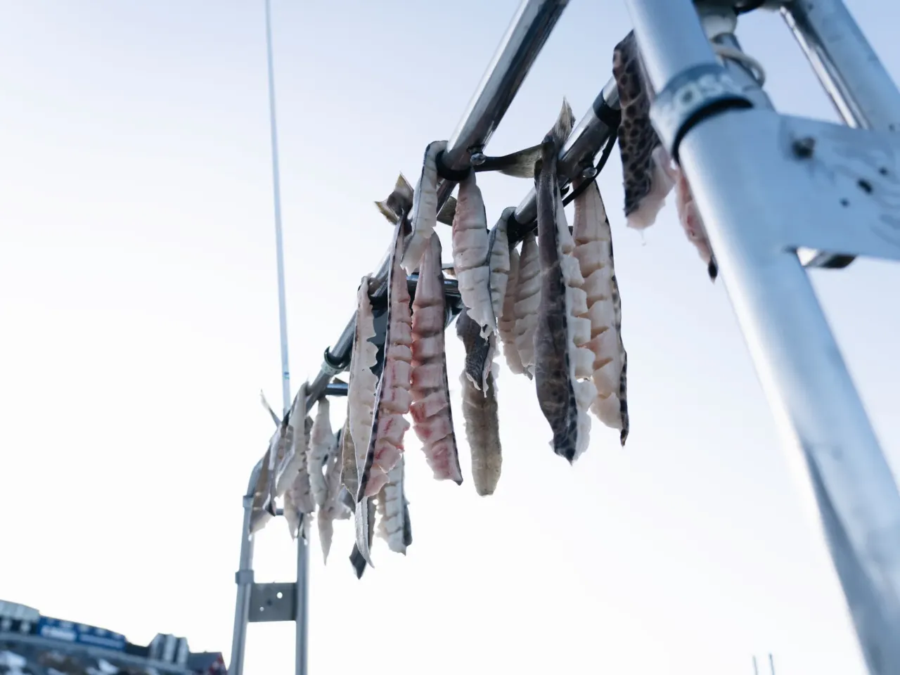 As Greenland prepares for tourism increase, a moment of stillness among the icebergs 4 Some pieces of fish left to dry in Ilulissat Harbor.