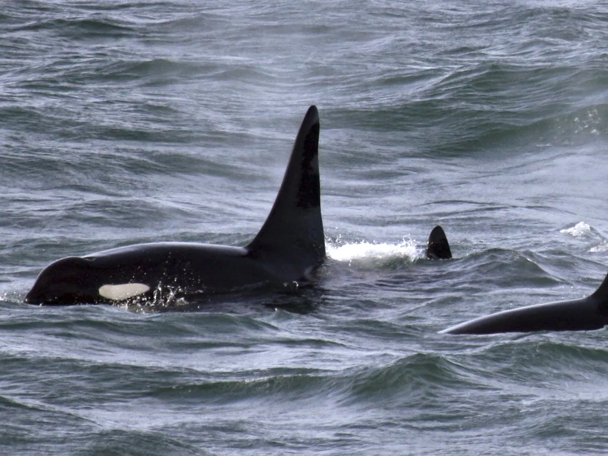 Layoffs and potential closures of key facilities raise worries about NOAA's future 3 An orca whale known as L95 (right) swims with other whales from the L and K pods in the Pacific Ocean near the mouth of the Columbia River near Ilwaco, Wash., days after being fitted with a satellite tag. One of the people fired at NOAA worked on protecting whales such as orcas from oil spills, ship strikes and fishing gear.