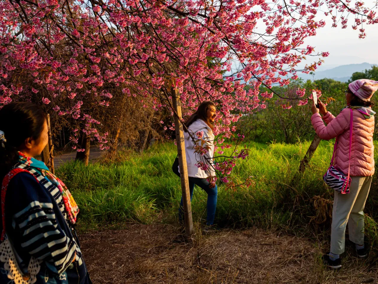 A woman basks in the beauty of the cherry blossoms in Chiang Mai, Thailand.  Photographer Andre Malerba says: "People from all over the country and abroad come to enjoy the beauty of nature, often camping for several days so as to wake up with sun and get the most out of their time with the blossoms. It is a wonderful example of nature drawing people away from every day life and the cities to enjoy something simple together. "