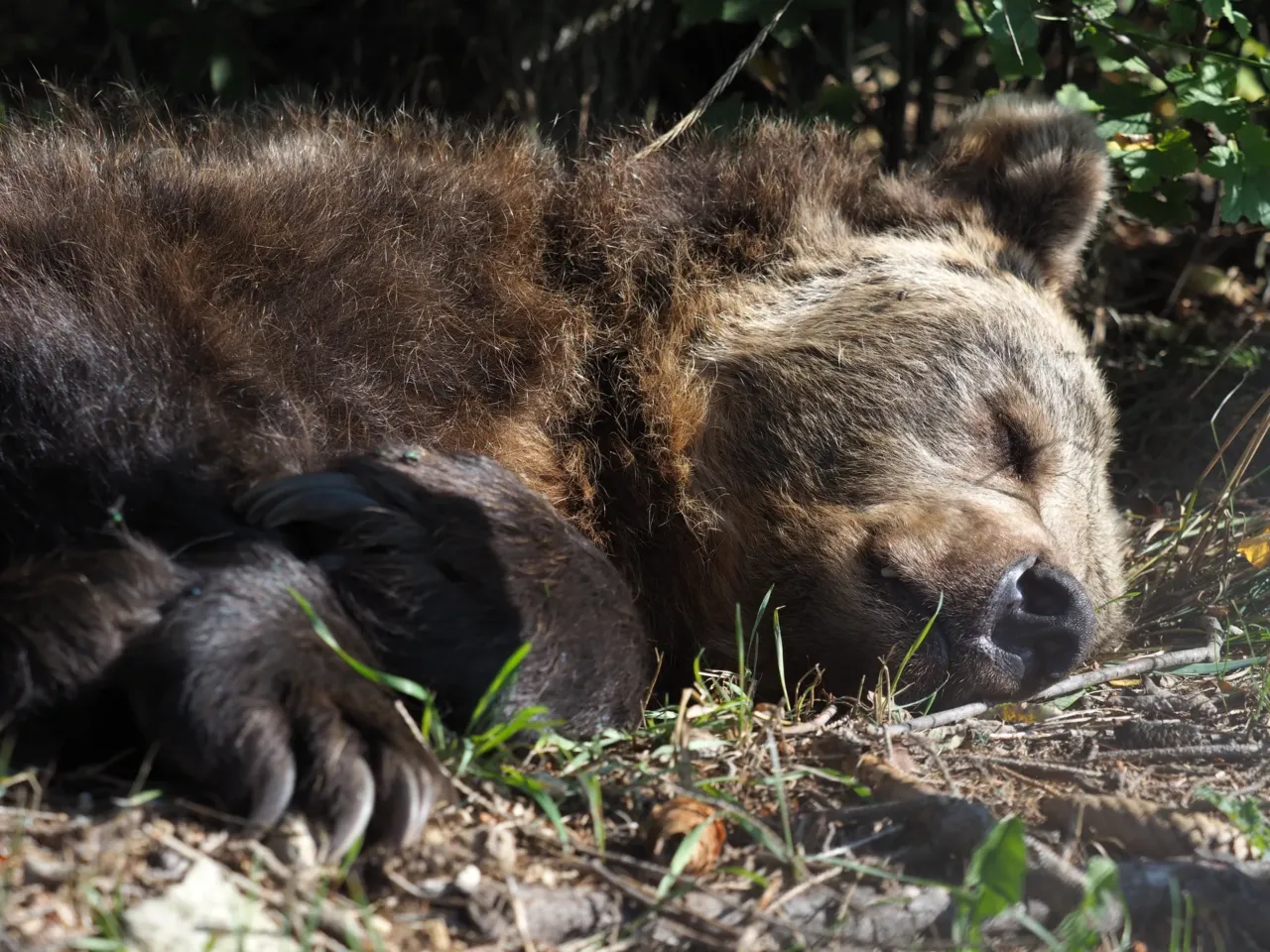 Bear Brumca resting in the morning sun in the outdoor enclosure at the Bear Sanctuary Arbesbach, Austria on Sept. 20, 2024.