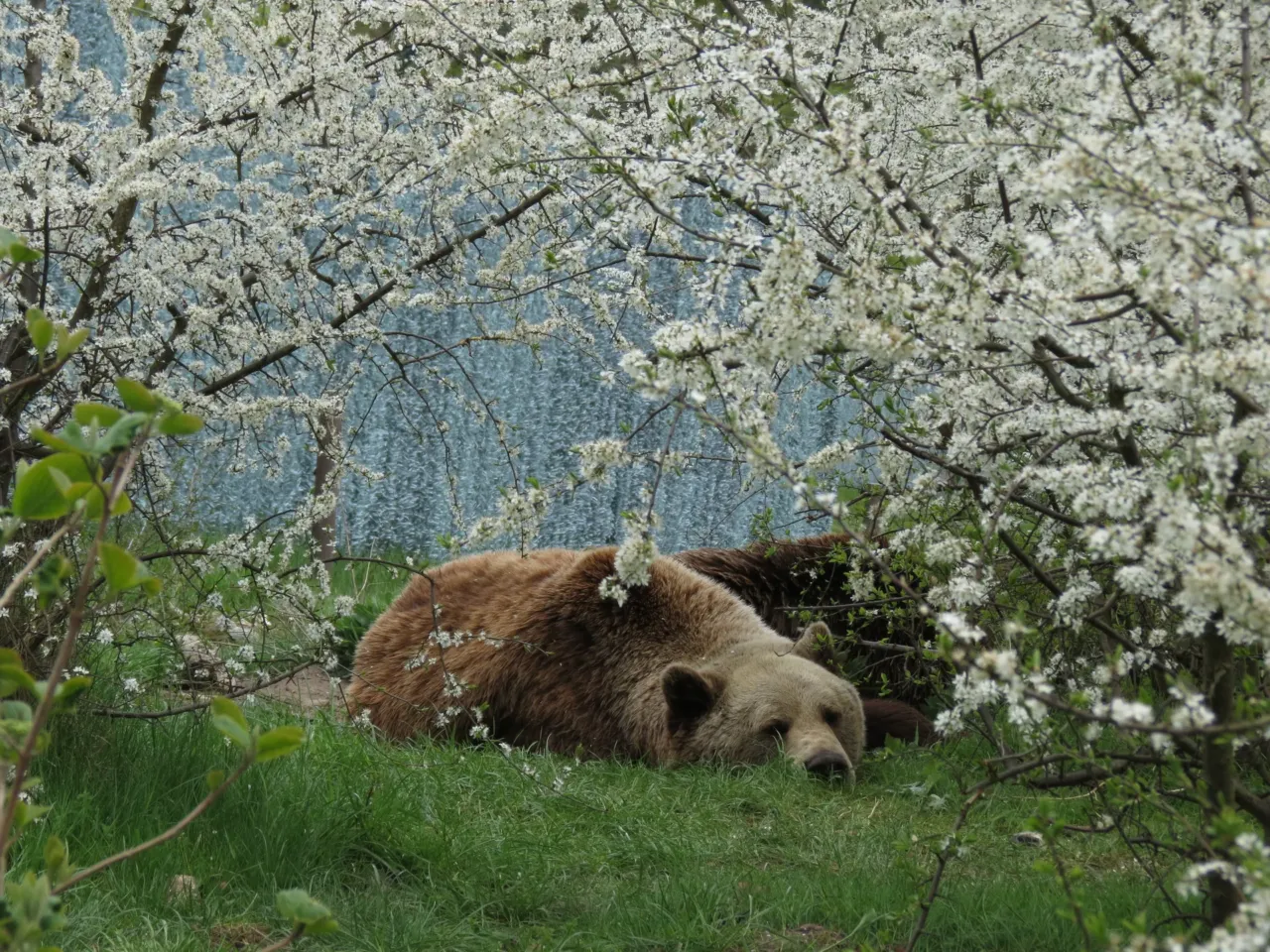 Bear Michal sleeps on the ground at Bear Sanctuary Müritz in Germany in May 2015.