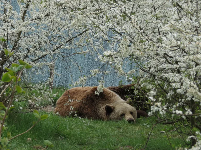 March Madness is underway. So is March Napness, the tournament for hibernating bears
