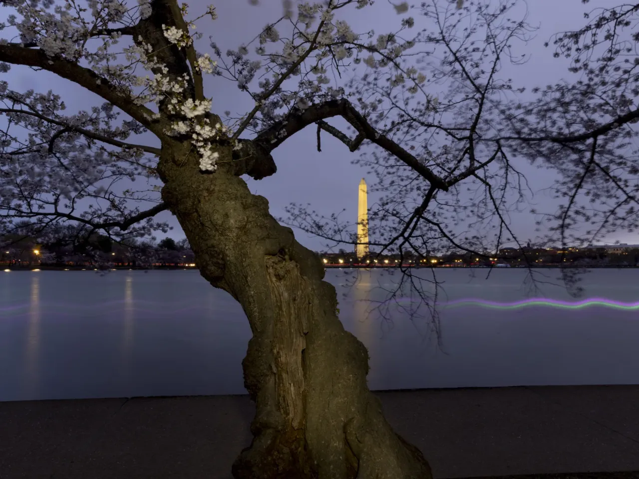 Photos: Peak bloom in D.C. draws cherry blossom fans from near and far 1 The cherry trees at the Tidal Basin in Washington D.C. near their peak on Wednesday.