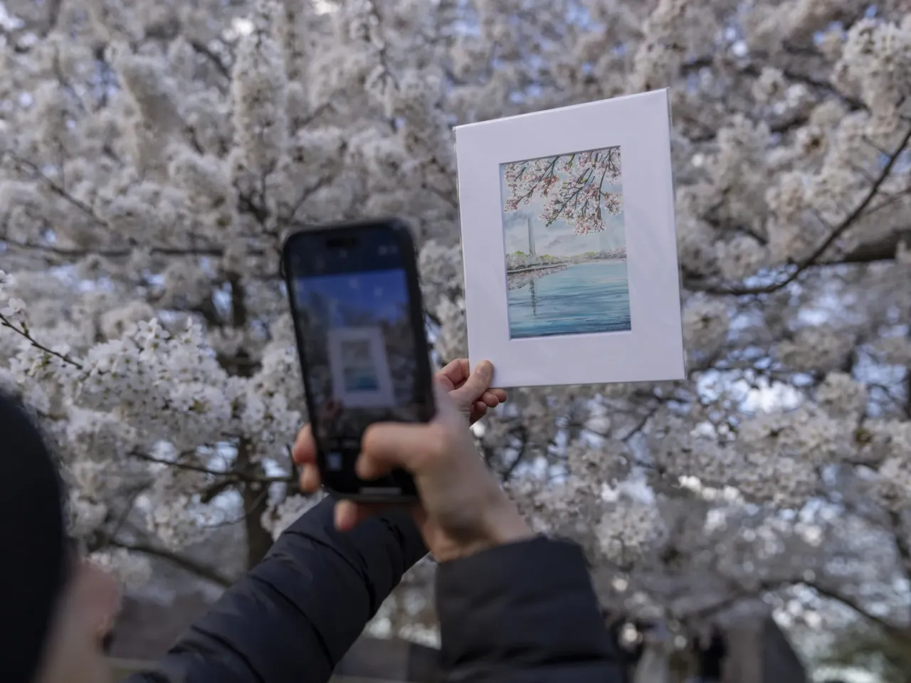 Photos: Peak bloom in D.C. draws cherry blossom fans from near and far 2 Ruth Provenzano holds up the work of an artist friend of hers, Cris Clapp Logan, who paints the cherry blossoms and Tidal Basin.