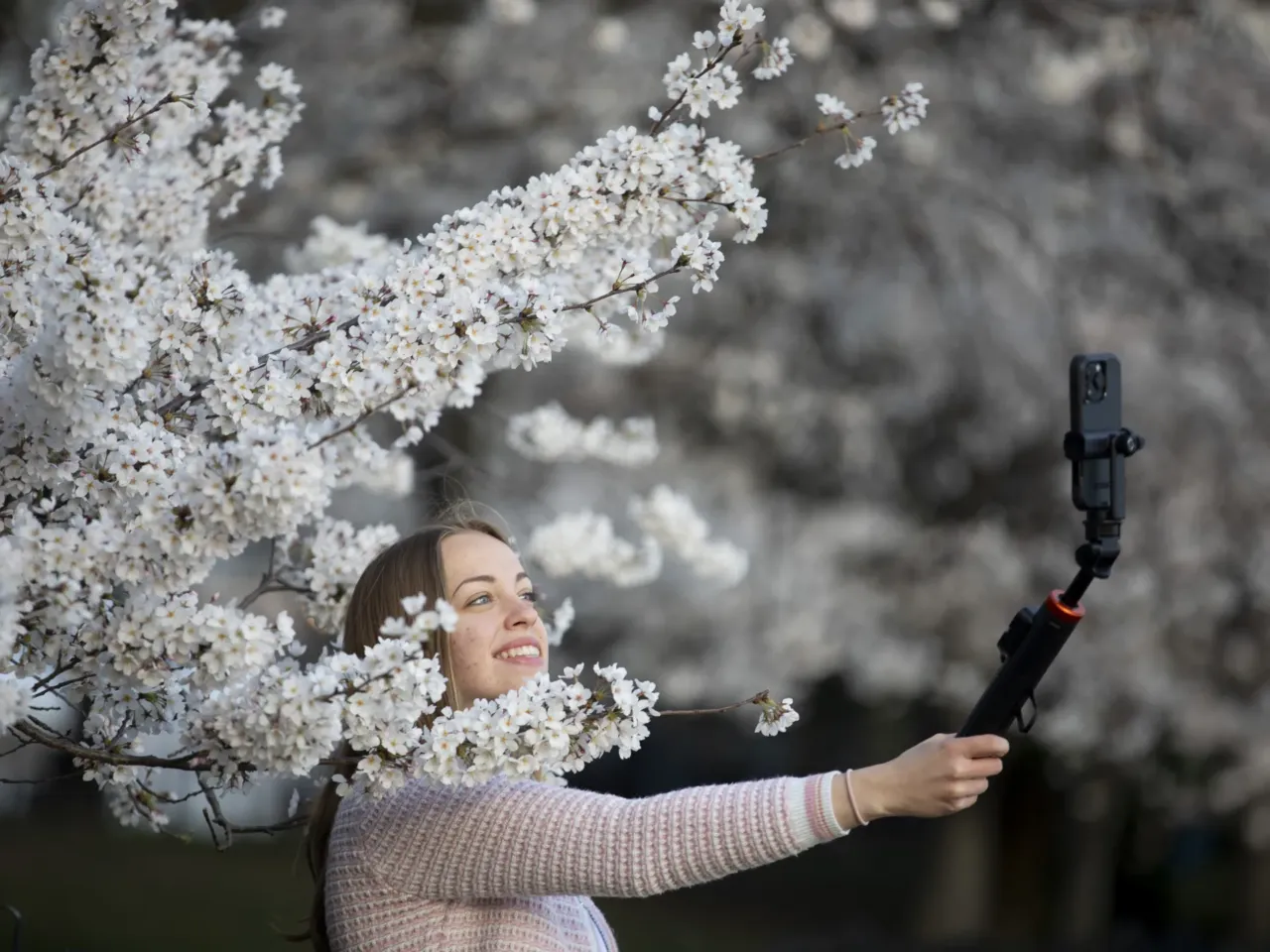 Photos: Peak bloom in D.C. draws cherry blossom fans from near and far 3 Many people were out taking selfies with the blossoms on Wednesday morning.