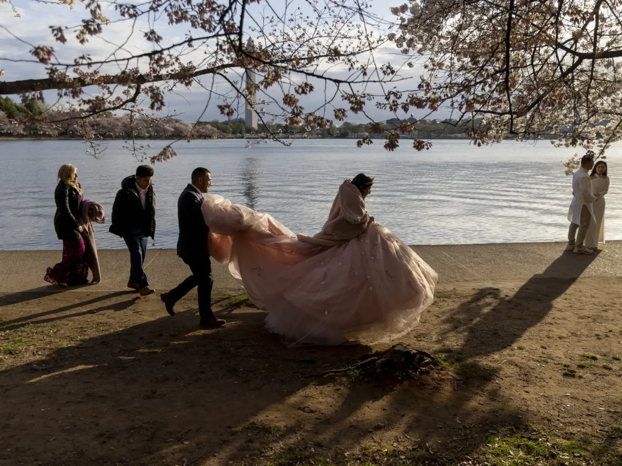 Photos: Peak bloom in D.C. draws cherry blossom fans from near and far 6 Gabriella Cardenas of North Potomac, Md., wears her quinceañera dress as she and her father, Boris Cardenas (holding the dress), brother Jason Cardenas and mother Patty Cardenas move to a new spot along the Tidal Basin for a photo.