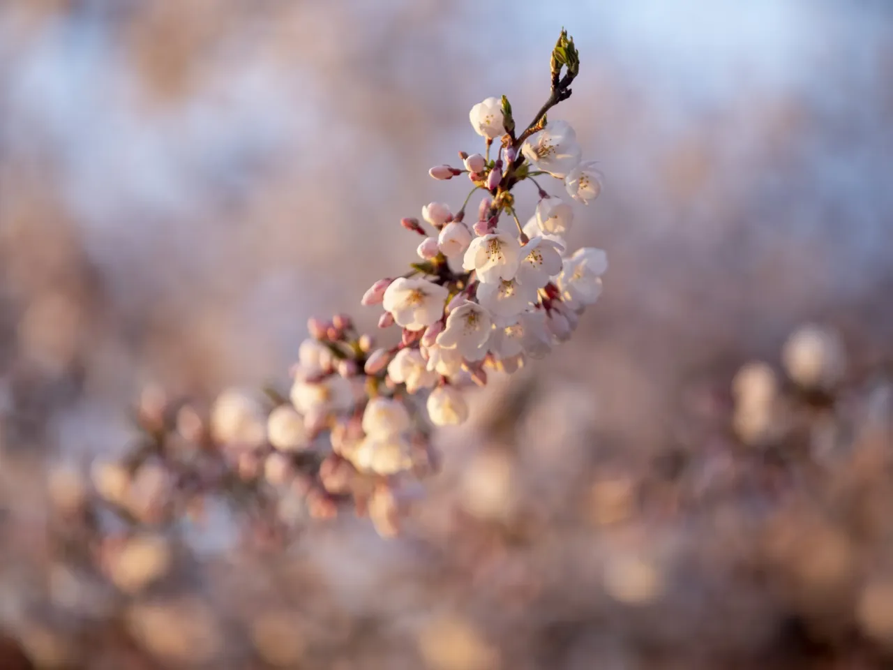 Photos: Peak bloom in D.C. draws cherry blossom fans from near and far 7 The National Park Service predicts peak bloom will be March 28 through March 31 this year.