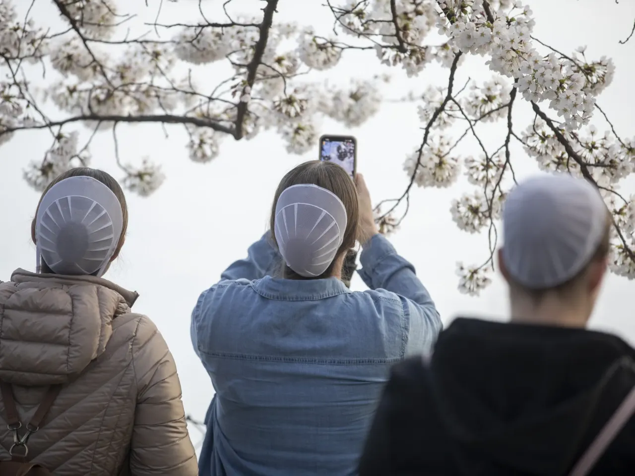 Photos: Peak bloom in D.C. draws cherry blossom fans from near and far 9 Visitors from Upstate New York take cell phone photos of the blossoms.