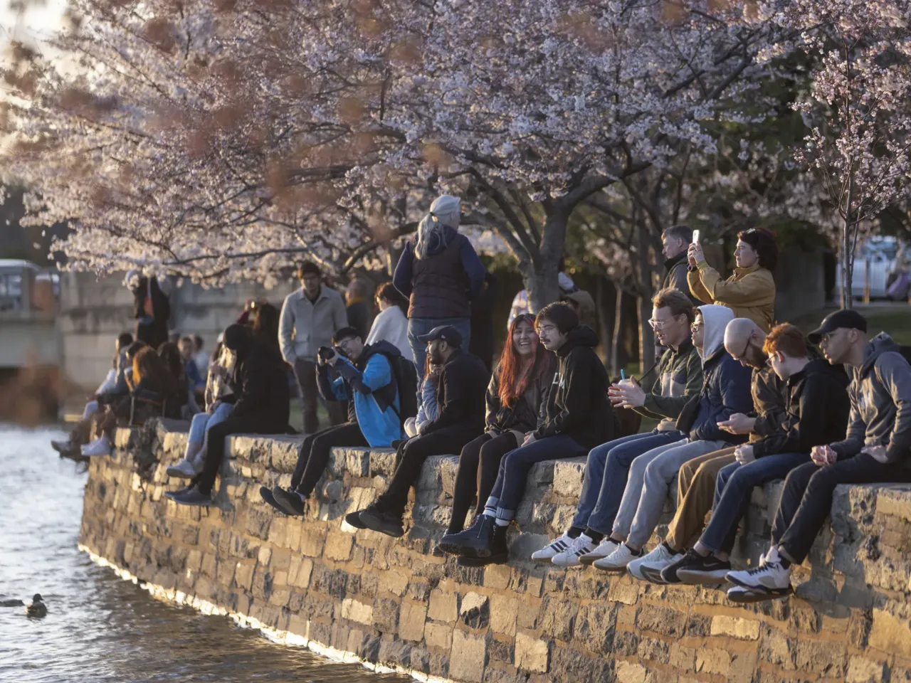 Photos: Peak bloom in D.C. draws cherry blossom fans from near and far 10 People relax on the edge of the Tidal Basin and take in the last rays of sunlight.