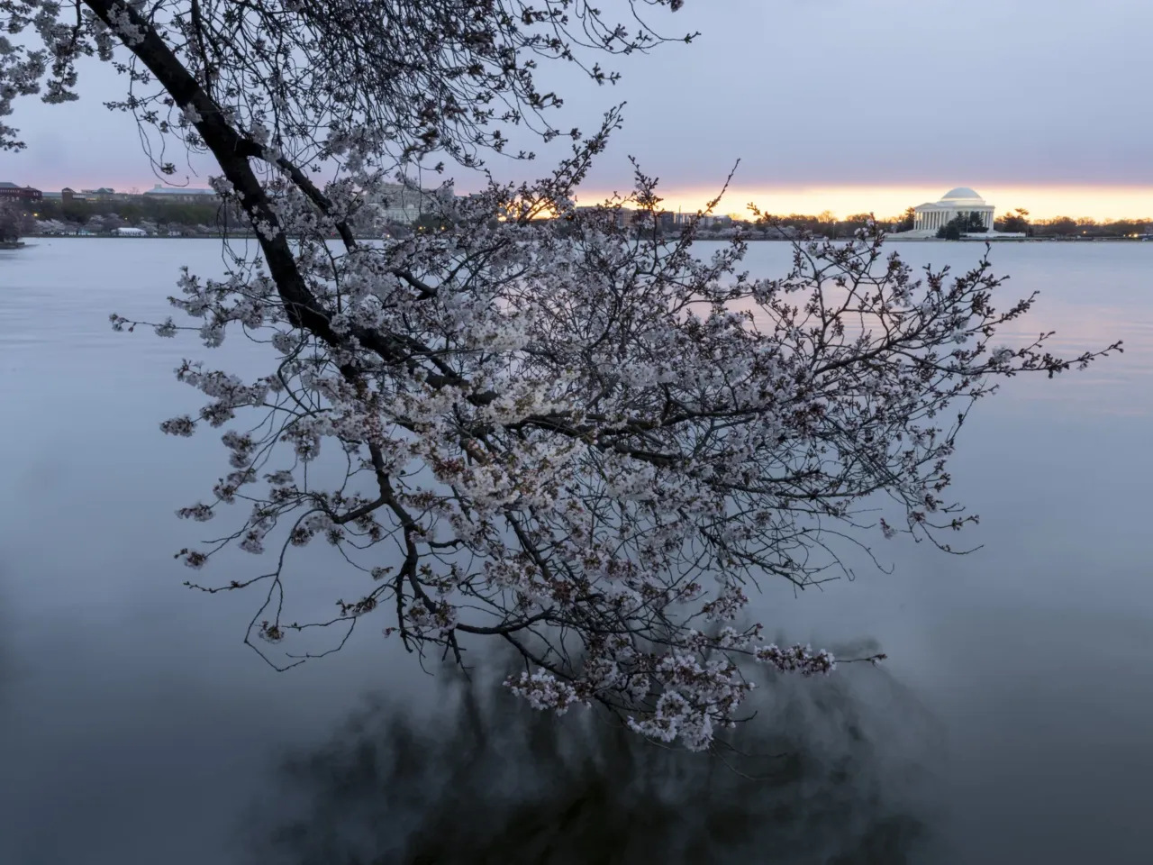Photos: Peak bloom in D.C. draws cherry blossom fans from near and far 11 The Tidal Basin isn't the only place to see cherry blossoms in D.C., but it's one of the most popular.