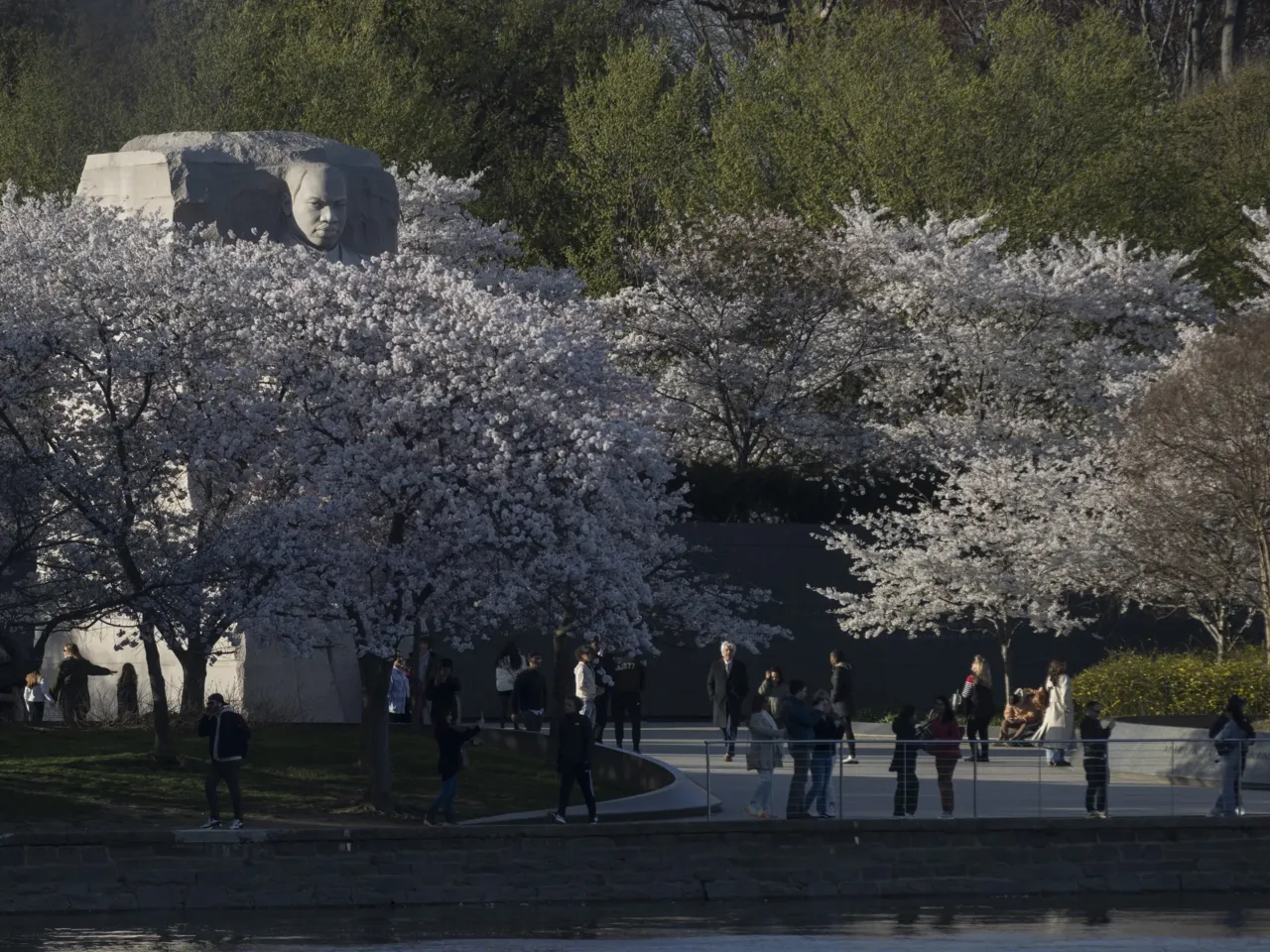 The cherry trees at the Tidal Basin in Washington, D.C., are nearing peak bloom, and the crowds were out on Wednesday to enjoy the display.
