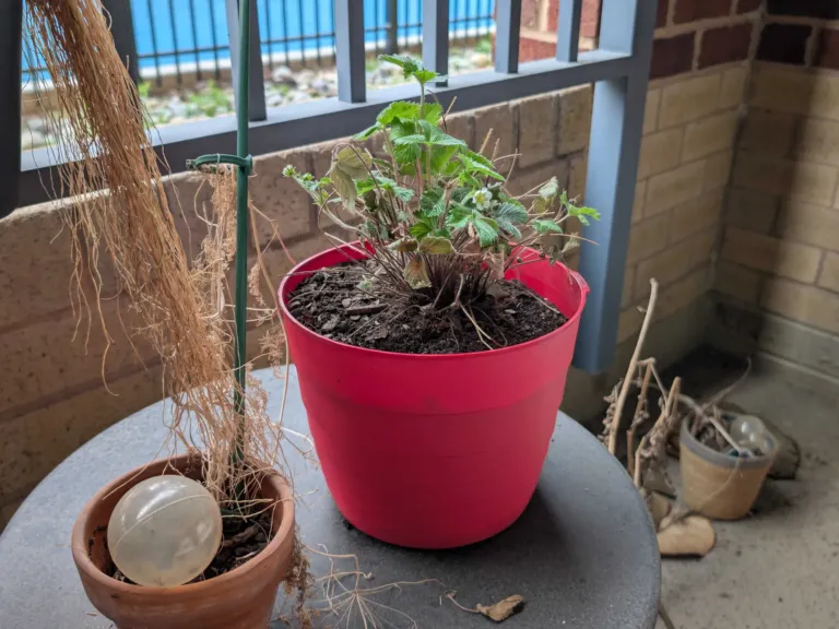 Got a dying plant? These tips could help you save it