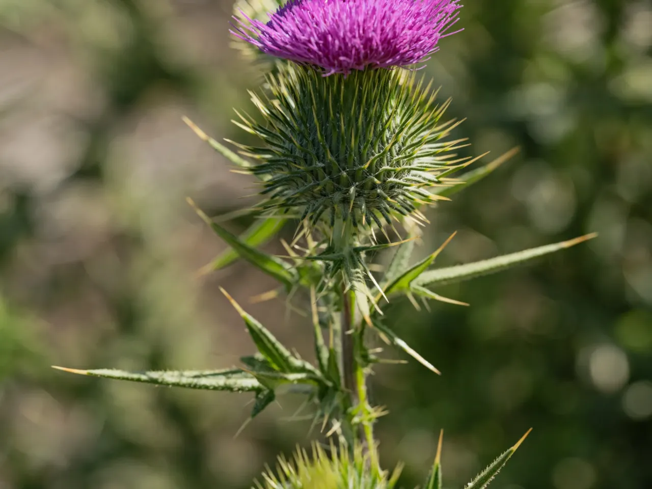Photos: Scientists trace a butterfly migration route that is millions of years old 1 A painted lady butterfly rests on a milk thistle in Kenya.