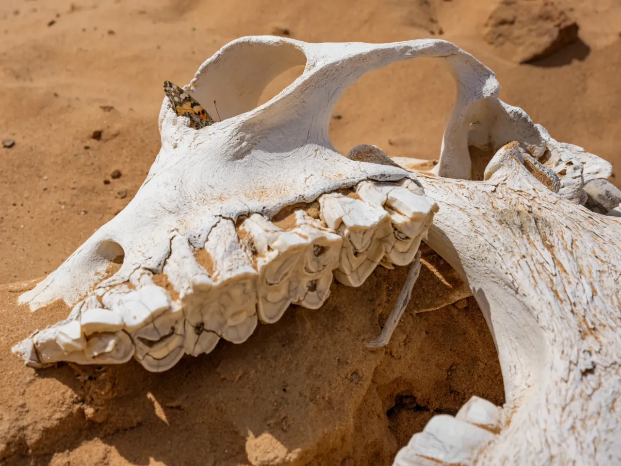 Photos: Scientists trace a butterfly migration route that is millions of years old 2 As droughts and other extreme weather events reshape landscapes, migrating painted lady butterflies adjust their course in search of blooming flowers. Here, a painted lady butterfly rests in a camel skull in Jordan.