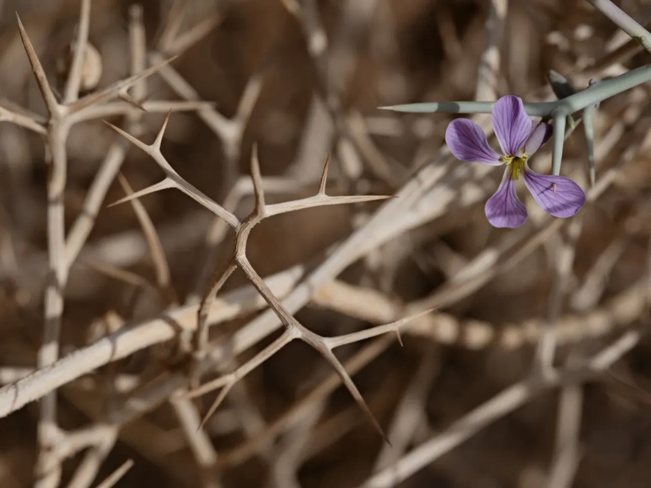 Photos: Scientists trace a butterfly migration route that is millions of years old 5 A spiny zilla flower is pierced by its thorn, in Jordan.