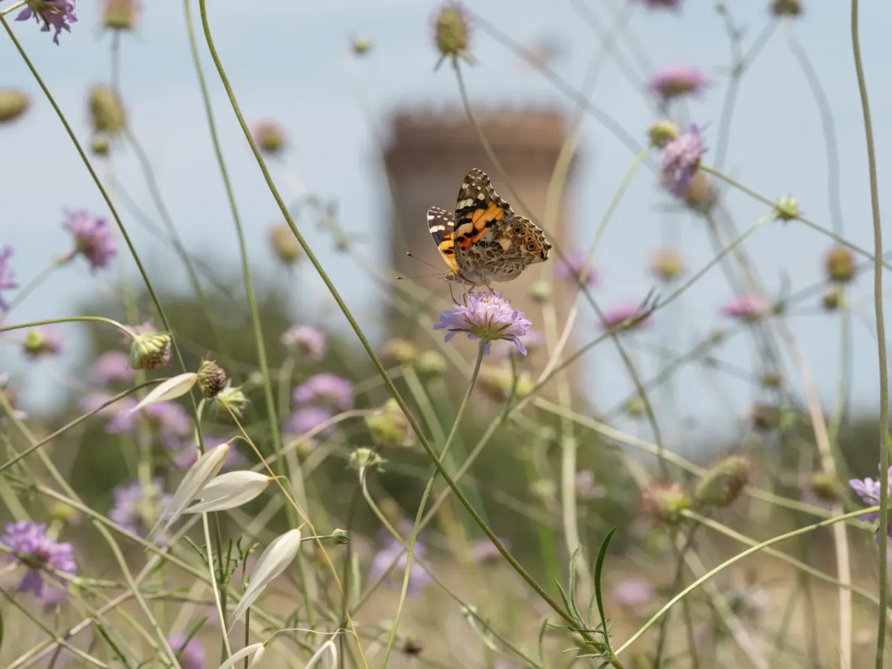 Photos: Scientists trace a butterfly migration route that is millions of years old 6 A painted lady butterfly drinks nectar from a pincushion flower in Spain.