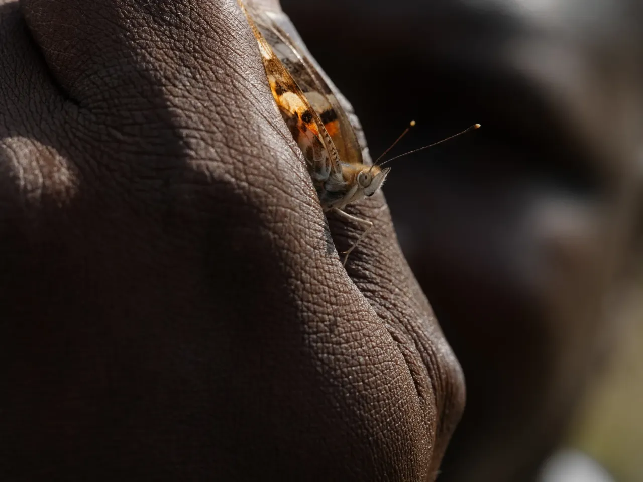 Photos: Scientists trace a butterfly migration route that is millions of years old 9 Mickaël holds a painted lady butterfly in Ivory Coast.