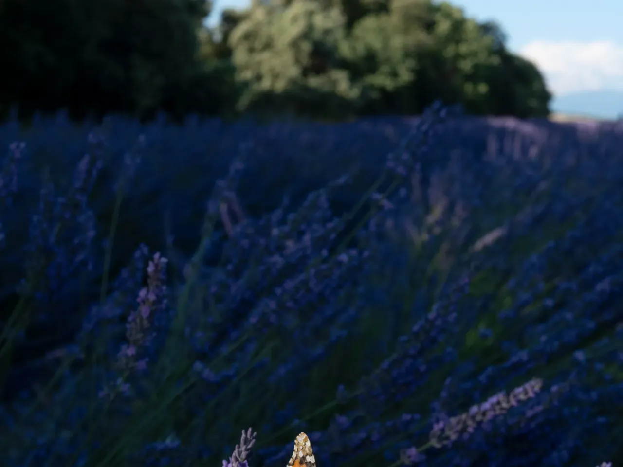 Photos: Scientists trace a butterfly migration route that is millions of years old 13 A painted lady butterfly rests on lavender flowers in France.