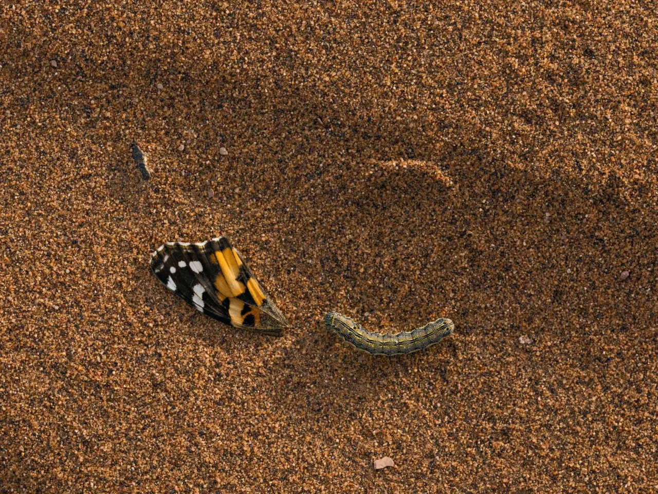 Photos: Scientists trace a butterfly migration route that is millions of years old 18 A caterpillar crawls near a painted lady butterfly wing, on a sand dune in Morocco.