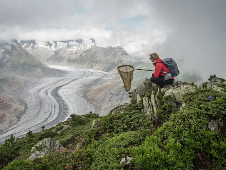 Photos: Scientists trace a butterfly migration route that is millions of years old
