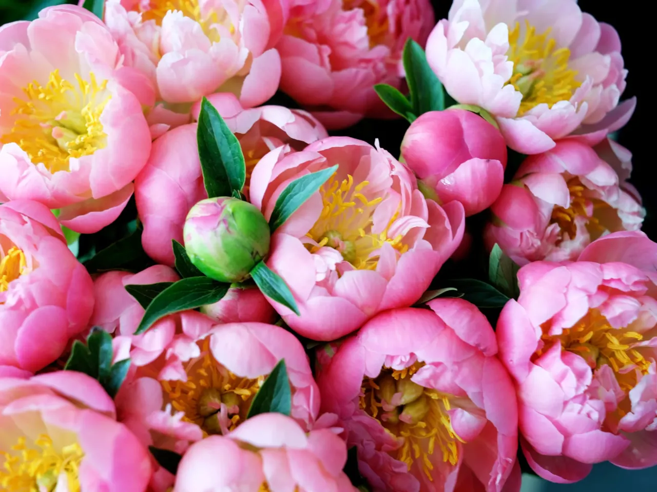 Peonies in Marseille, southern France, on April 25, 2018.