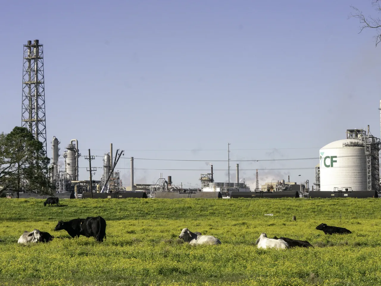 Over-polluted communities vow to fight despite EPA's rollback on environmental justice 9 Cows grazing outside the Donaldsonville Complex in Donaldsonville, Louisiana, which sits just outside of St. James, where residents are fighting to stop a plastics company from building a complex that will house 14 petrochemical companies.