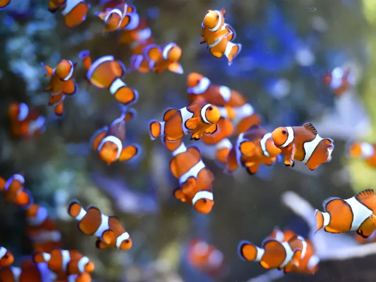 Some clownfish are shrinking, according to new study. Here’s why