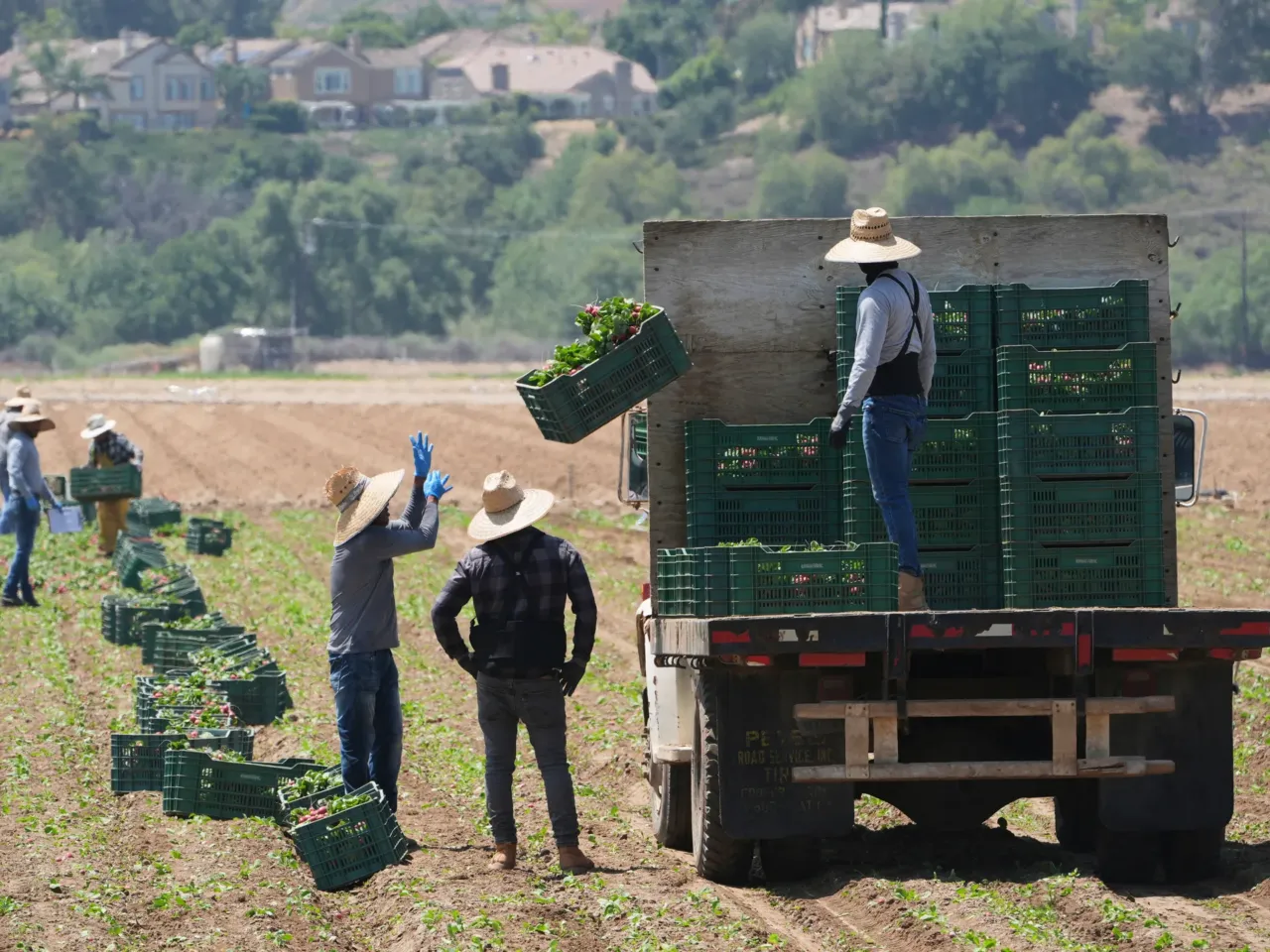 Farm workers gather produce on Thursday, June 12 in Moorpark, Calif.