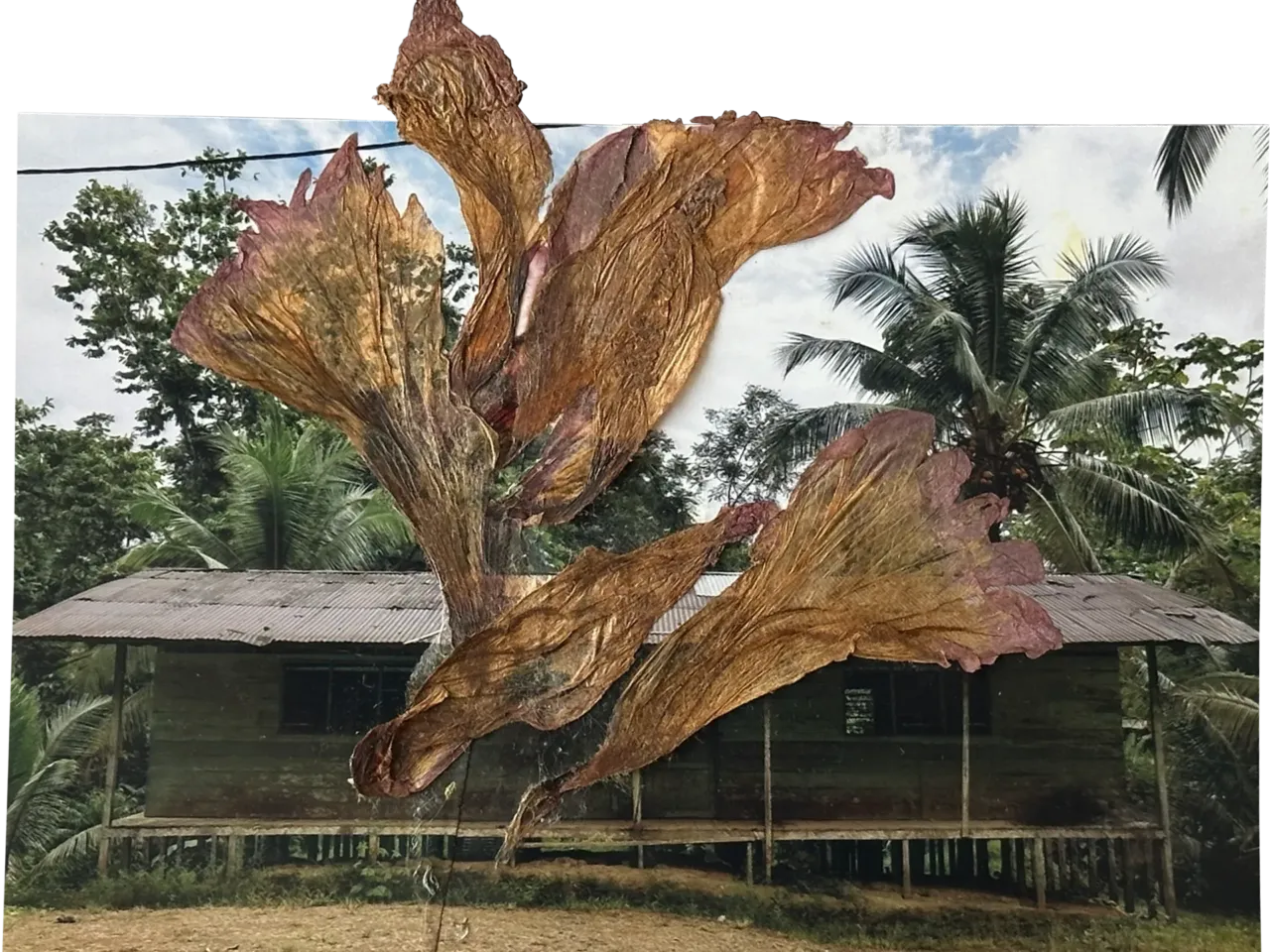 Photos: How torn pictures and trusted herbs create healing in Colombia 7 160065 fernanda pineda 04 riografias