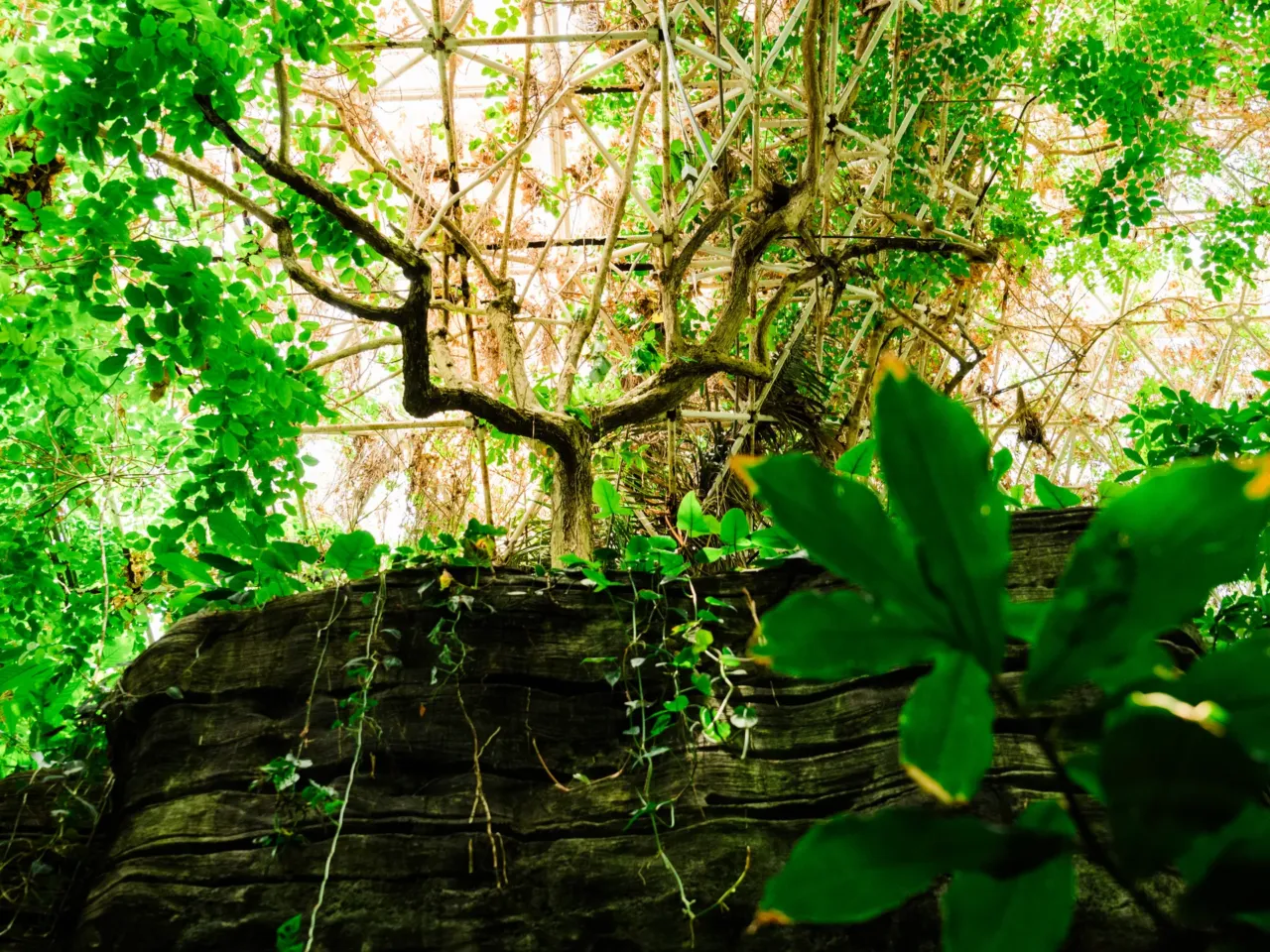 Inside the evolution of Biosphere 2, from '90s punchline to scientific playground 3 Cacao and coffee trees among other species grow in the rainforest at Biosphere 2 on June 20, 2025, in Oracle, Ariz., U.S.