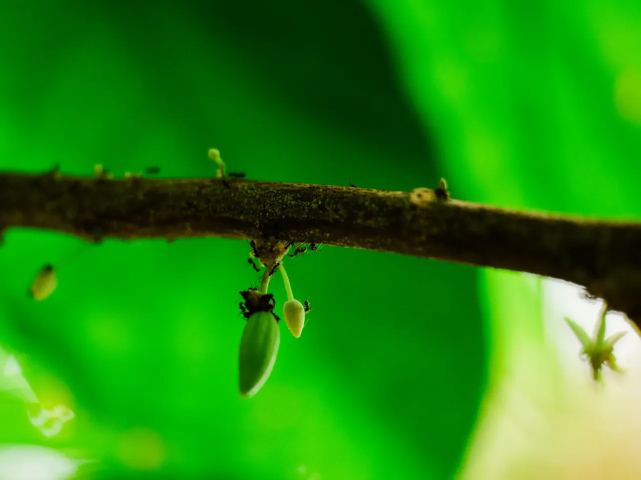 Inside the evolution of Biosphere 2, from '90s punchline to scientific playground 4 Ants climb on a cacao pod on one of the trees in the rainforest at Biosphere 2 on June 20, 2025, in Oracle, Ariz., U.S.