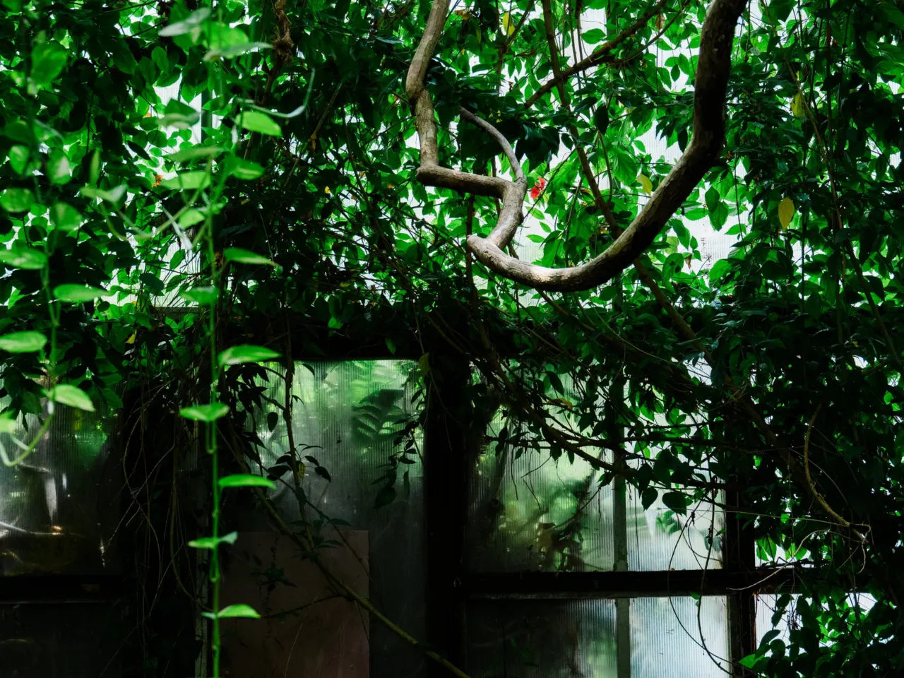 Inside the evolution of Biosphere 2, from '90s punchline to scientific playground 5 Cacao and coffee trees among other species grow in the rainforest at Biosphere 2 on June 20, 2025, in Oracle, Ariz., U.S.