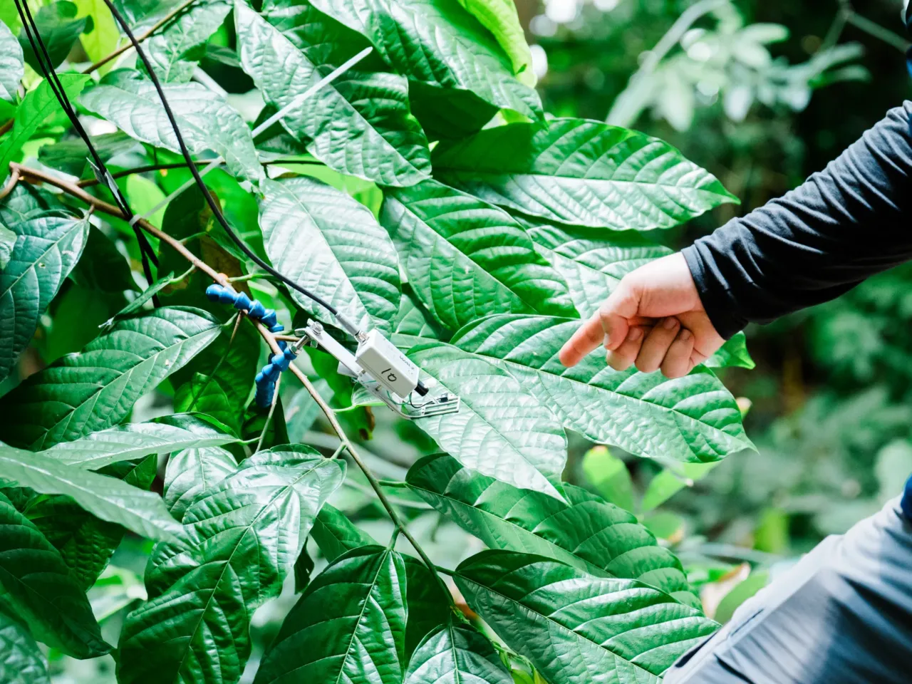 Inside the evolution of Biosphere 2, from '90s punchline to scientific playground 7 Terrestrial bio manager Jason de Leeuw looks at a research sensor on a cacao tree in the rainforest at Biosphere 2 on June 20, 2025, in Oracle, Ariz.
