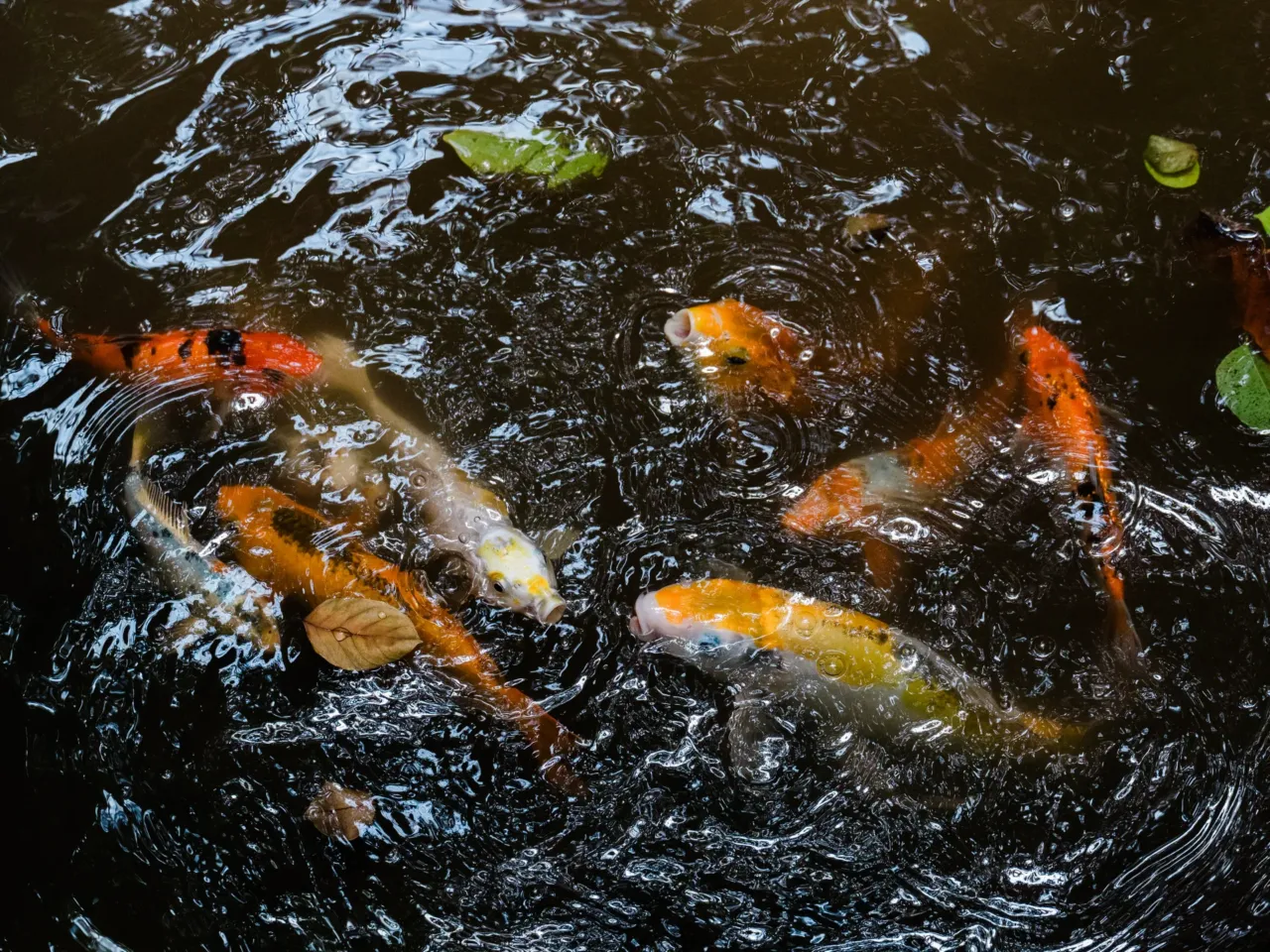 Inside the evolution of Biosphere 2, from '90s punchline to scientific playground 9 Koi fish swim to the surface in the rainforest at Biosphere 2 on June 20, 2025, in Oracle, Ariz.
