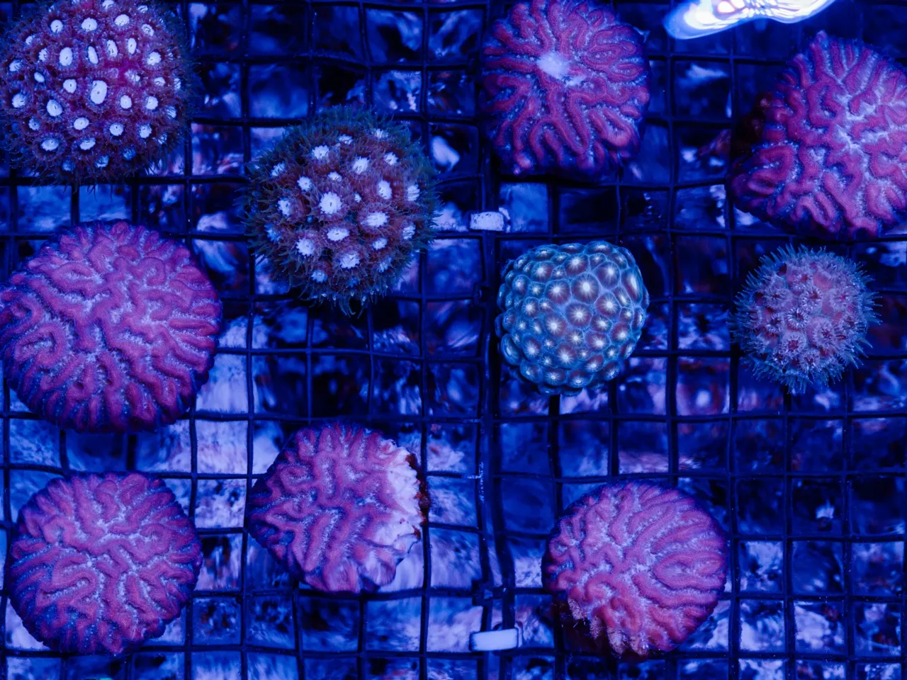 Inside the evolution of Biosphere 2, from '90s punchline to scientific playground 13 Coral samples in the ocean ecosystem at Biosphere 2 on June 20, 2025, in Oracle, Ariz.