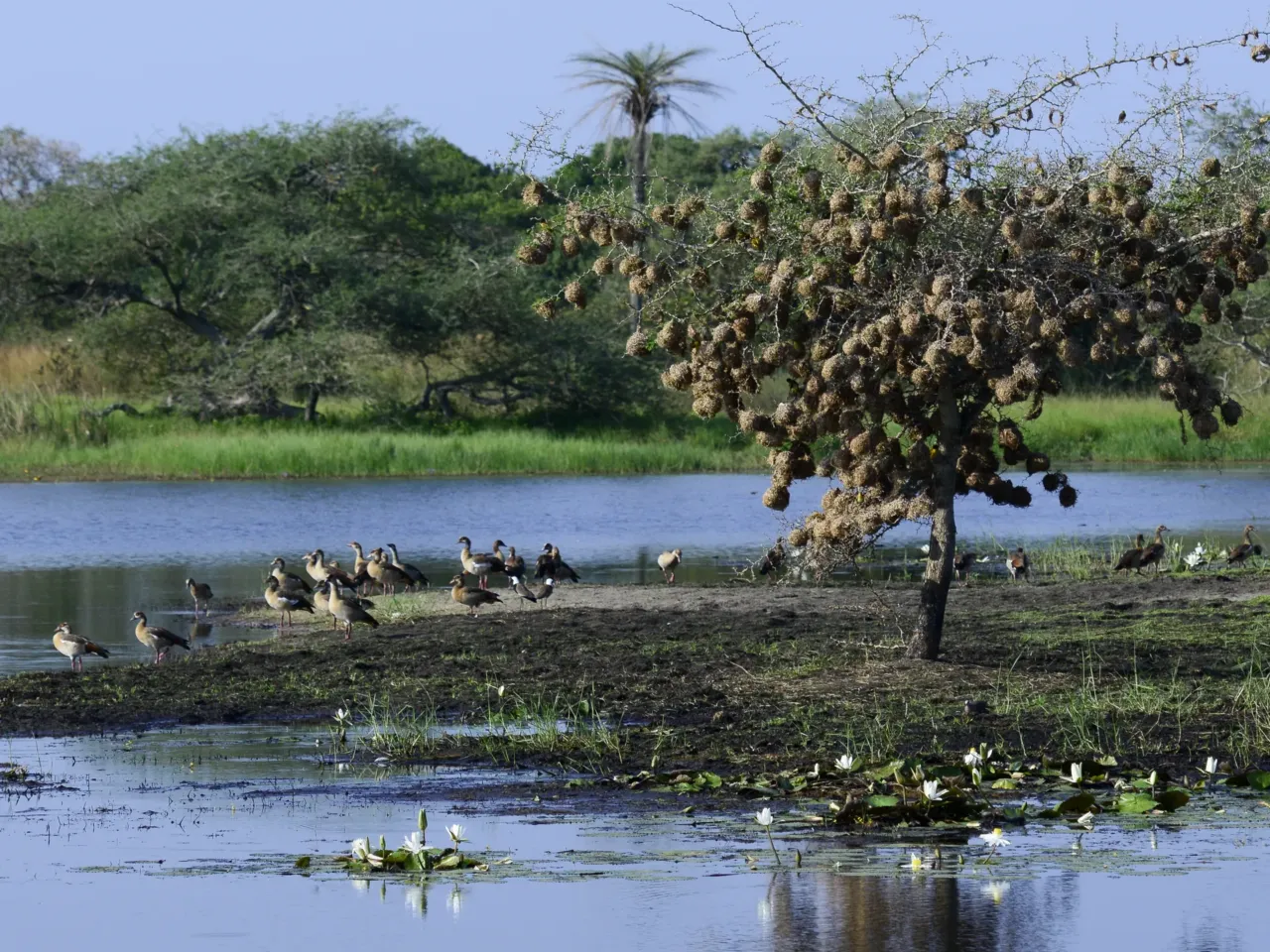 Here are some of the newest UNESCO World Heritage sites 4 Wildlife in Orango National Park on the Bijagós Archipelago.