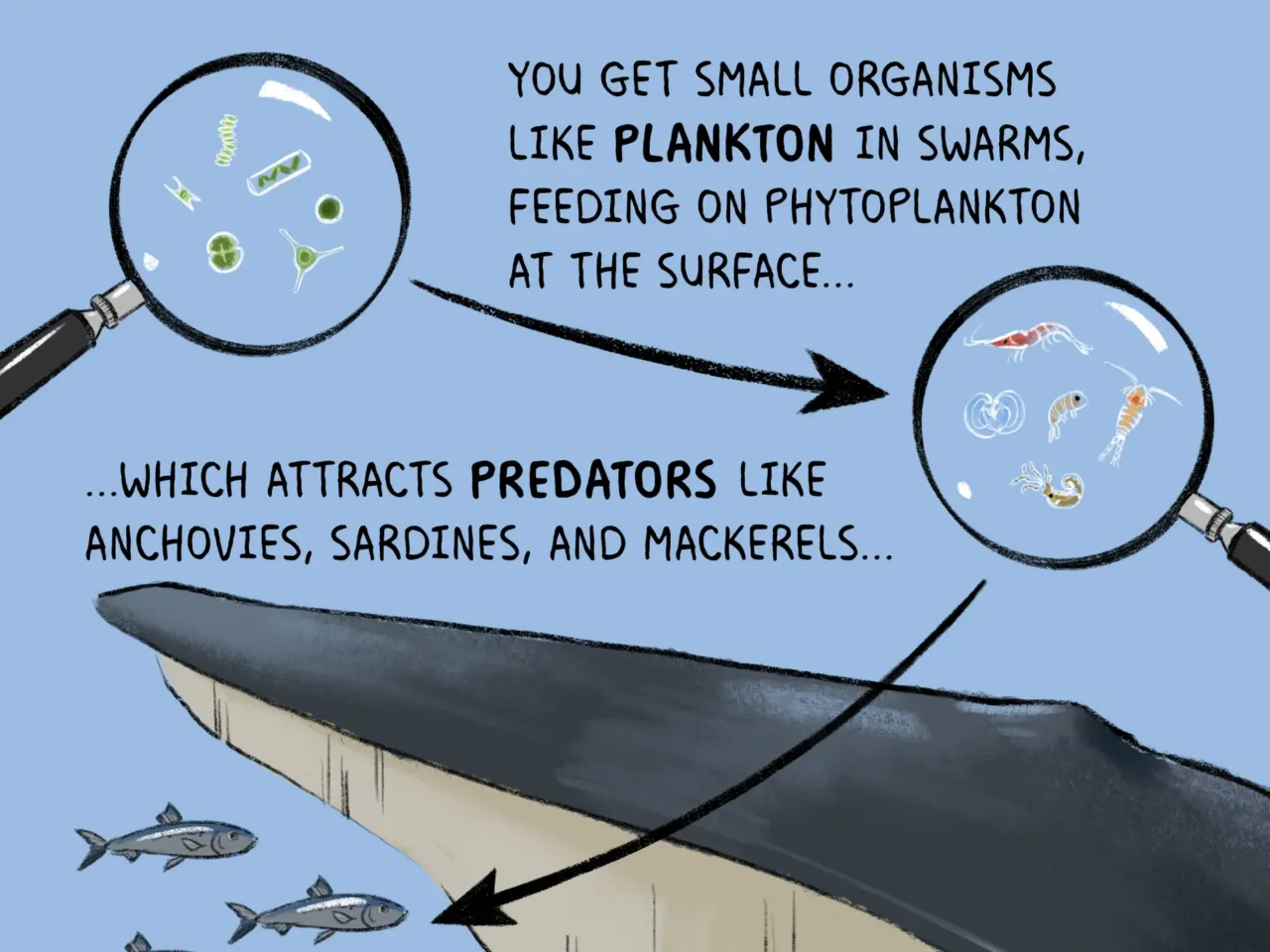 COMIC: Exploring the ocean's wonderous, mysterious depths 4 162102 nprshortwave oceanzonescomic 4