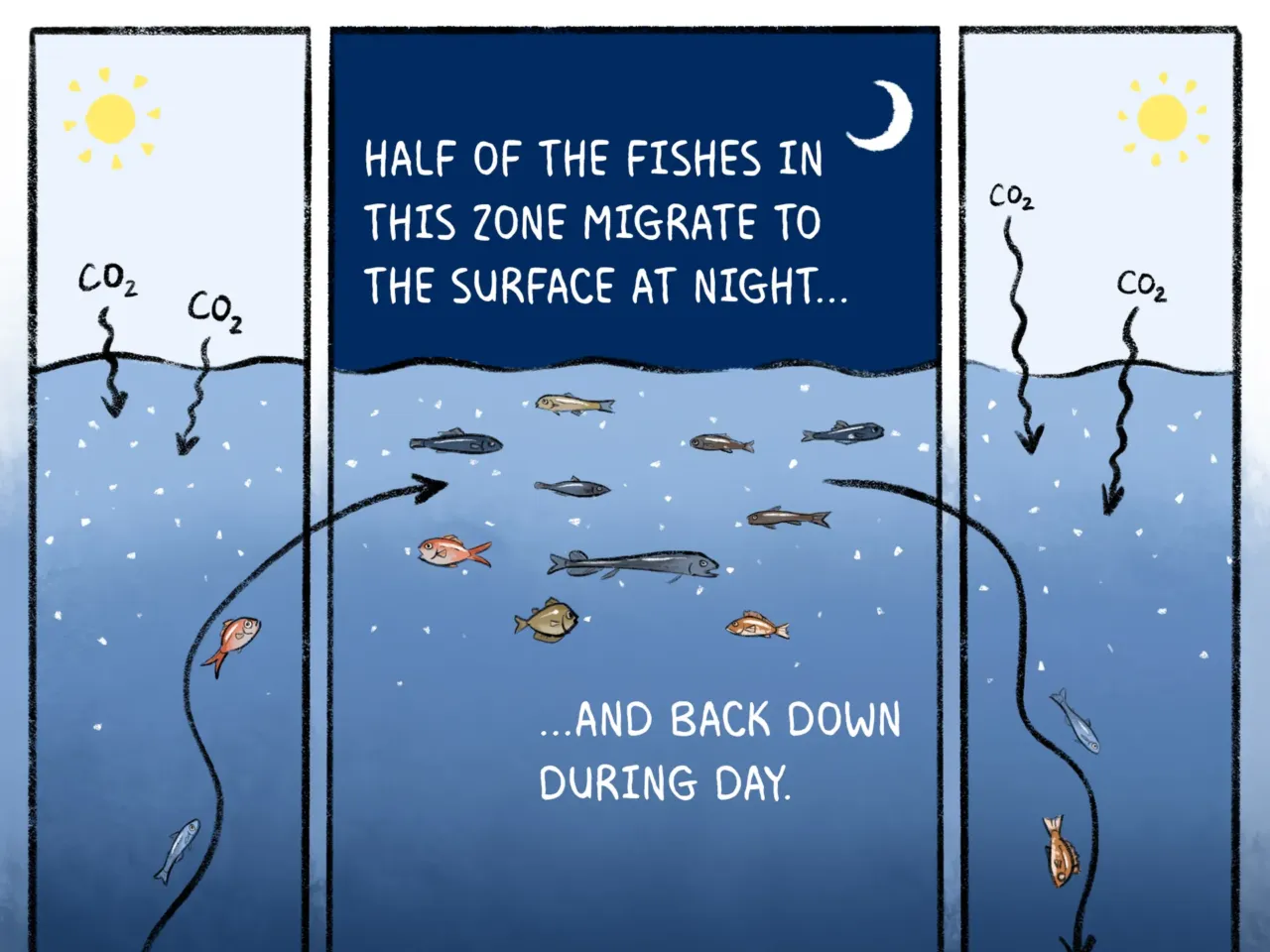 COMIC: Exploring the ocean's wonderous, mysterious depths 6 162104 nprshortwave oceanzonescomic 6