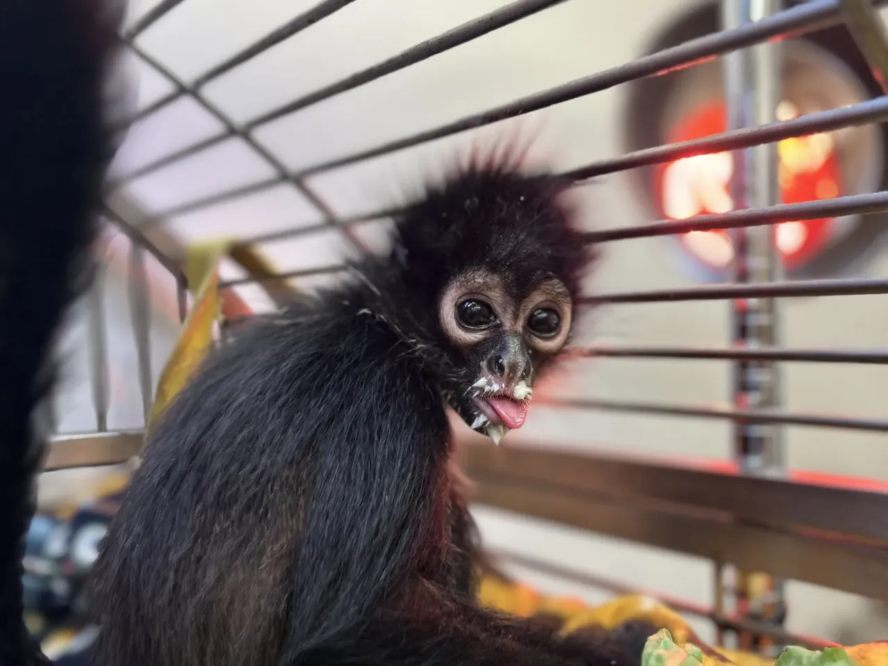 Primate pet ownership fuels a brutal industry. This bill could slow it down 1 Spider monkeys, like Violeta, are among the most-trafficked animals and are listed as endangered by the International Union for Conservation of Nature.
