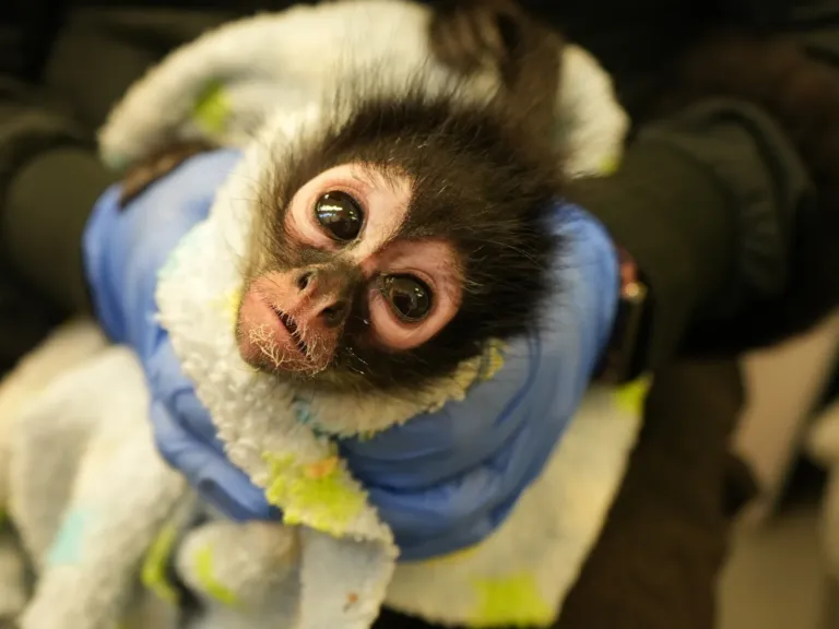 Primate pet ownership fuels a brutal industry. This bill could slow it down