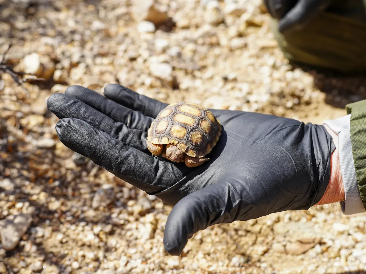 This iconic tortoise is dying out. It could affect the whole ecosystem 1 A wildlife biologist examines a six-month-old Mojave Desert tortoise.