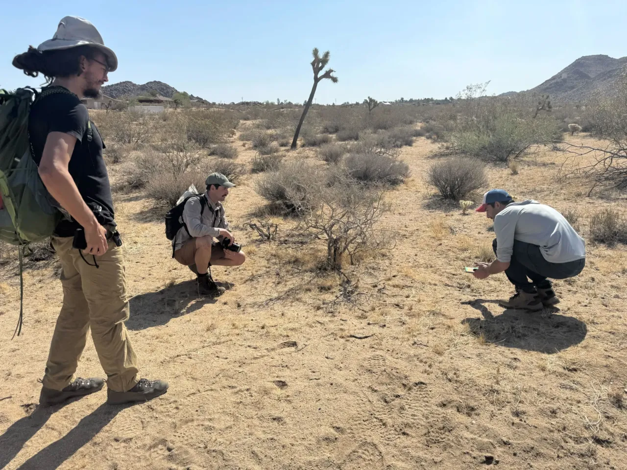 This iconic tortoise is dying out. It could affect the whole ecosystem 2 Patrick Emblidge, left, Clay Noss, center, and Krystian Lahage, right, with the Mojave Desert Land Trust, look at a desert horned lizard while hiking through the Mojave Desert.