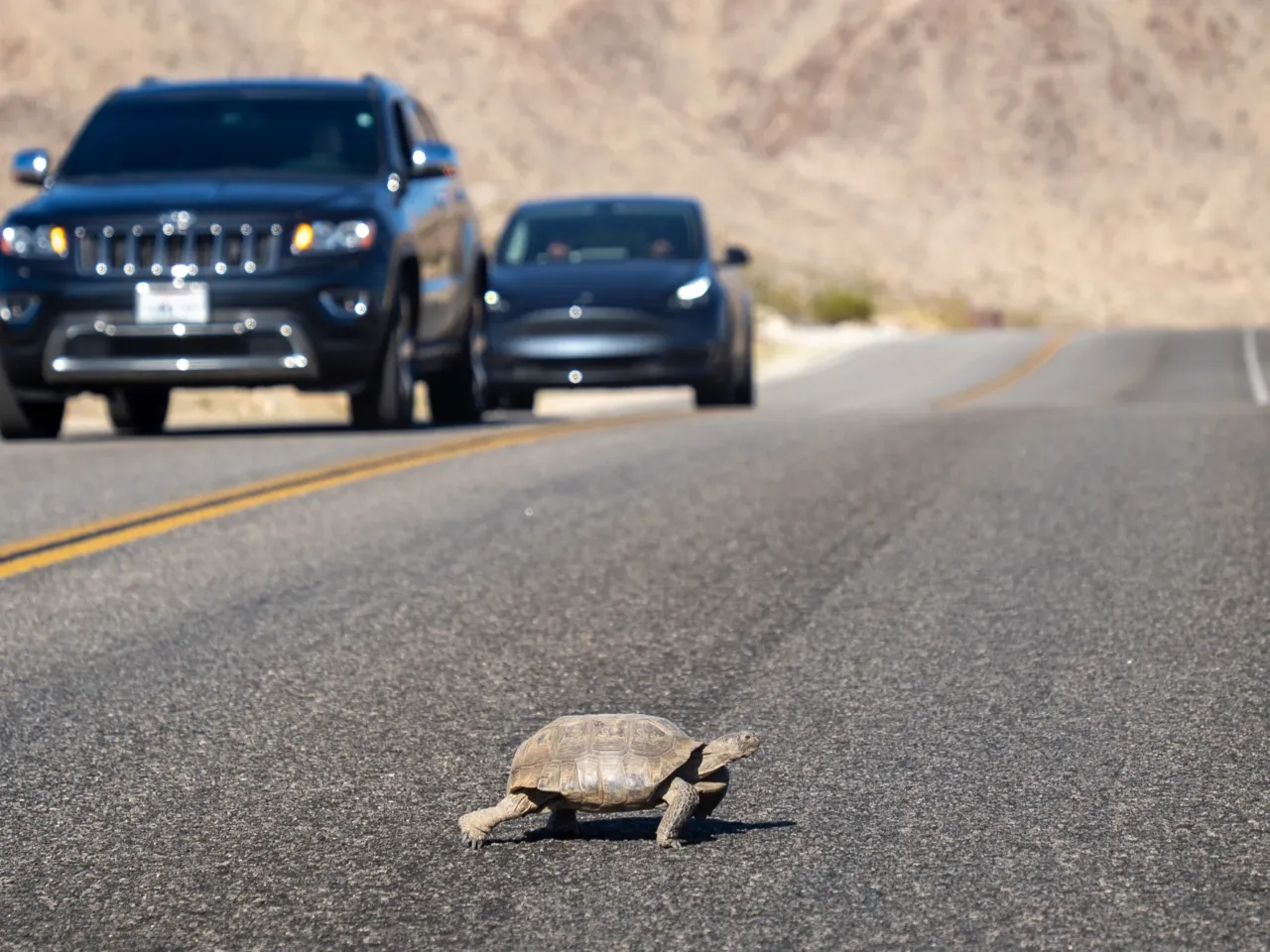 This iconic tortoise is dying out. It could affect the whole ecosystem 3 A desert tortoise crosses a road while cars drive in the opposite lane. There's no single thing that has contributed to the tortoise downturn. Vehicle collisions, habitat encroachment and climate change are among the many factors.
