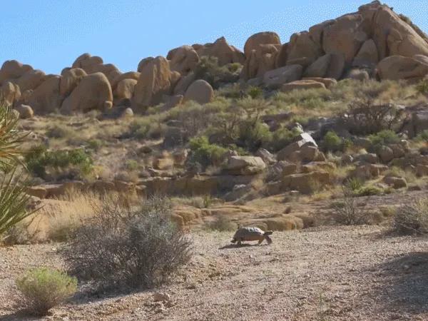 This iconic tortoise is dying out. It could affect the whole ecosystem 4 Desert tortoises are rare to see, not only because they are listed as a threatened species under the Endangered Species Act, but also because they spend up to 90% of their time underground in their burrows to escape the heat and predators.