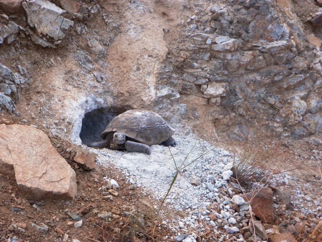 This iconic tortoise is dying out. It could affect the whole ecosystem 5 Tortoises build between seven to 17 burrows underground per year. When they get tired of their burrow, they move to another area and dig a new spot. Jeff Lovich, a retired scientist who researched tortoises at the U.S. Geological Survey for over 30 years, says the abandoned burrows can provide homes to other animals like birds and small mammals.