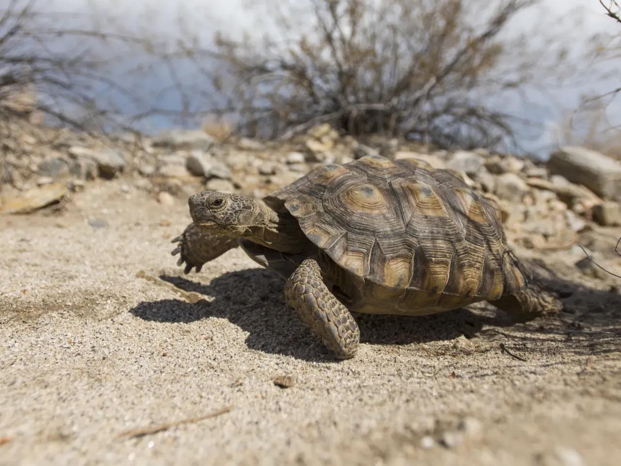 This iconic tortoise is dying out. It could affect the whole ecosystem 6 Climate change makes temperatures hotter and droughts last longer. According to Jeff Lovich, a retired scientist, higher temperatures contribute to determining the sex of tortoise hatchlings. During California's drought that lasted from 2012 to 2016, Lovich's research found a big decline in female tortoises. That's because when female tortoises lay eggs, they lose water and protein.