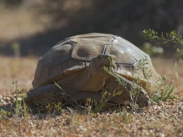 This iconic tortoise is dying out. It could affect the whole ecosystem