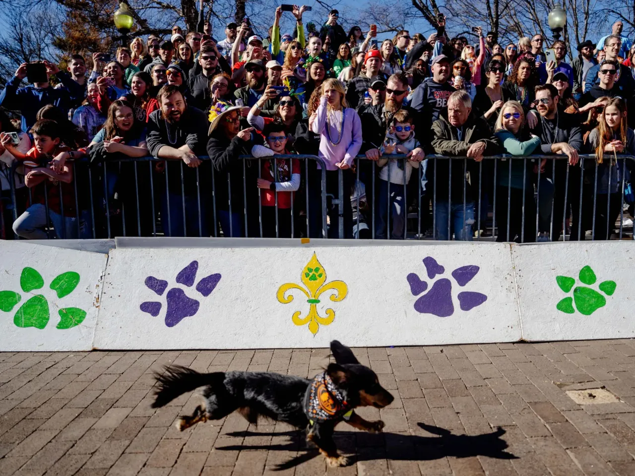 Here, together: Images of community from NPR station photographers 10 Dozens of fans cheer as a miniature dachshund races fellow dogs on Sunday, Feb. 12, 2023, during a wiener dog race after the 30th annual Purina Pet Parade in St. Louis' Soulard neighborhood.