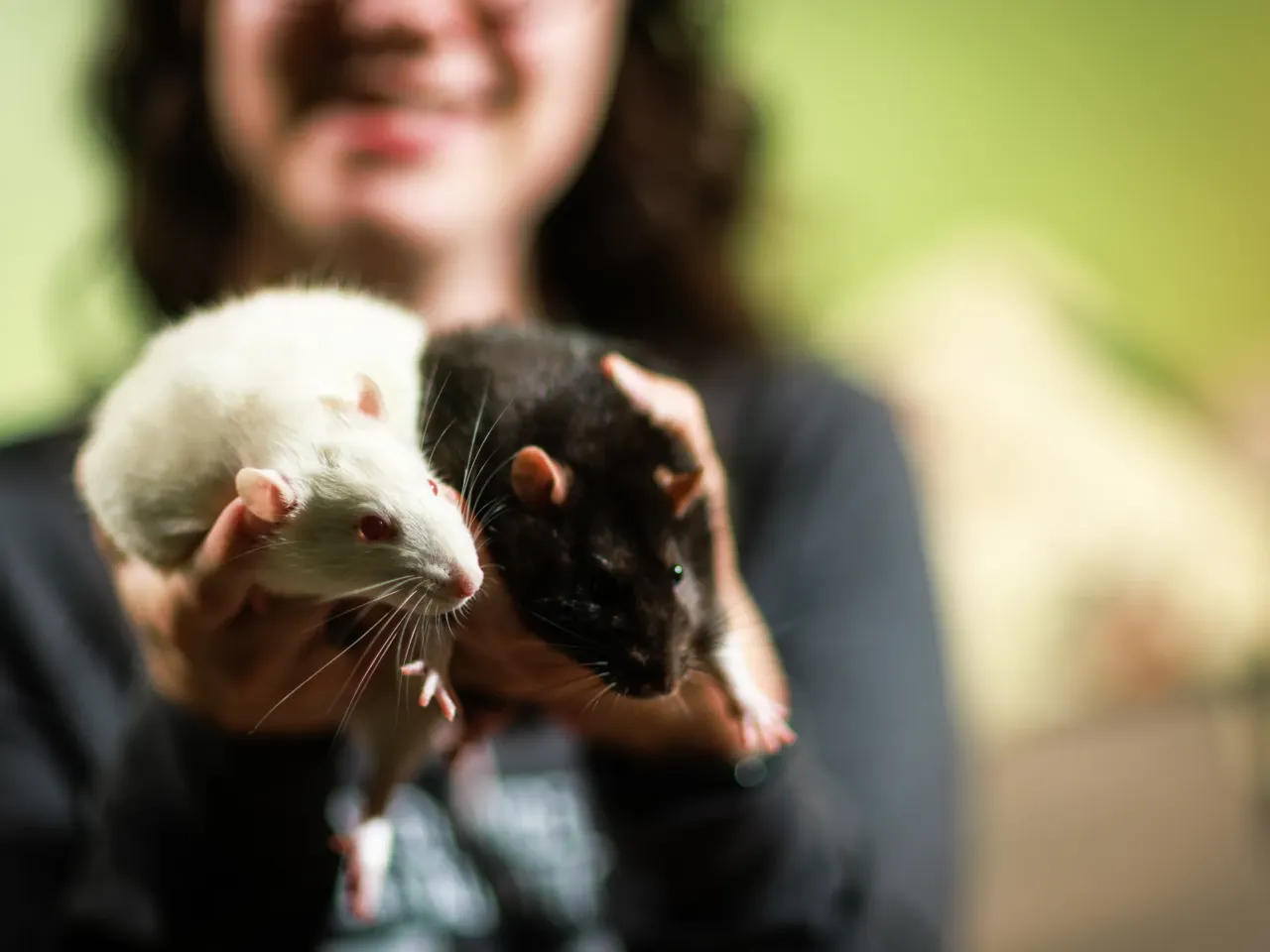 Second Chance Heroes gives former lab rats another life 1 Lena Maurer, an adoption coordinator for Second Chance Heroes, is photographed with pet rats Benny and Maisy on Wednesday, June 25, 2025 at her home in Richmond, Virginia.